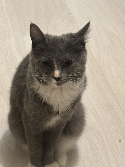 отдаем в хорошие руки,кошка