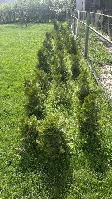 Туя (Туи) Смарагд, елка, елки