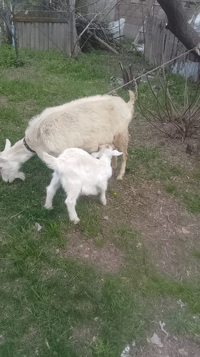 Коза первокотка. Козлёнок девочка. Родилась первого апреля.