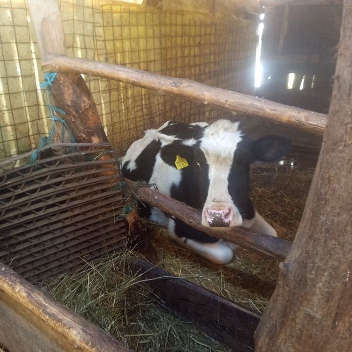 Vaci Holstein de vanzare