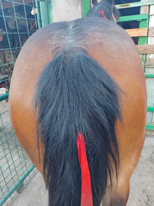 Vând o cârlan de 1 an