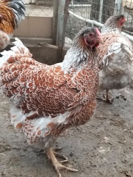 Инкубационные яйца