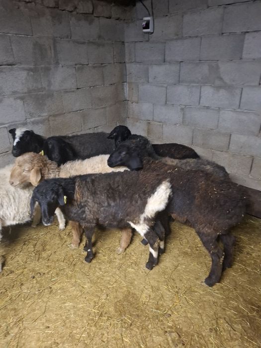 Семіз тоқтылар сатылады