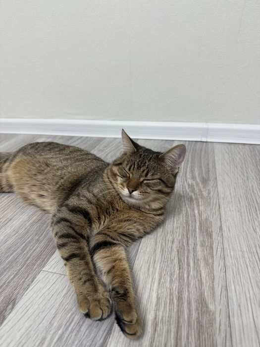 Отдам красивого кота