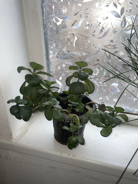 Комнатные цветы в горшках