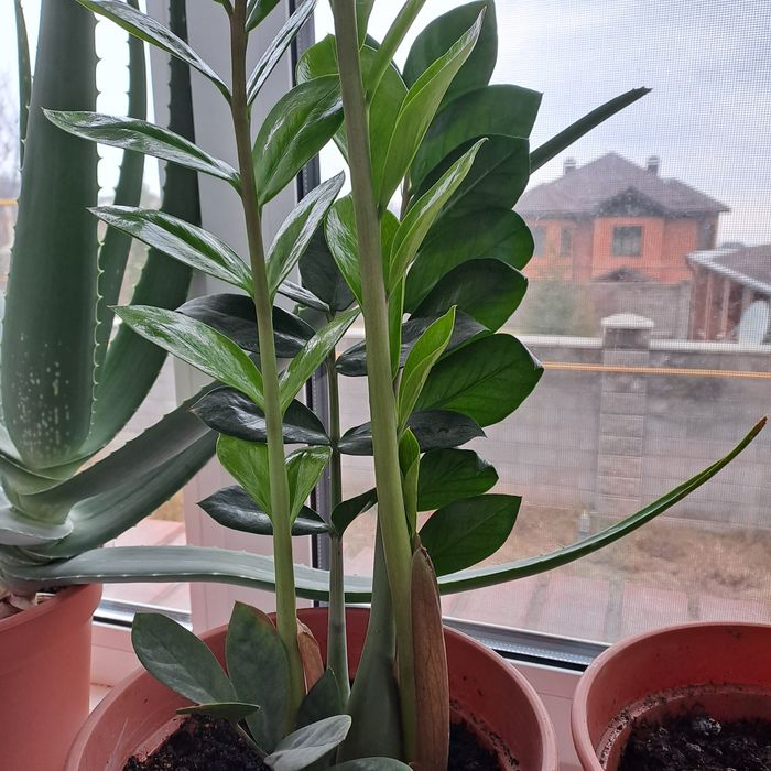 Замиокулькас, фикус хоста,молочай,алоэ,