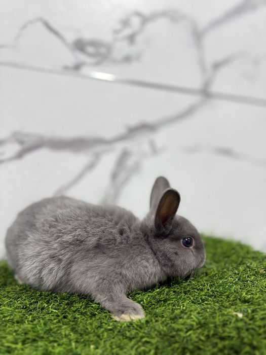 Подарок детям Карлик миниатюрные кролики