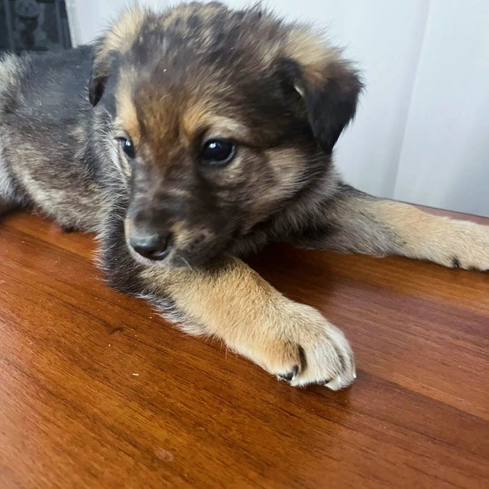 Отдам звоночков в добрые руки