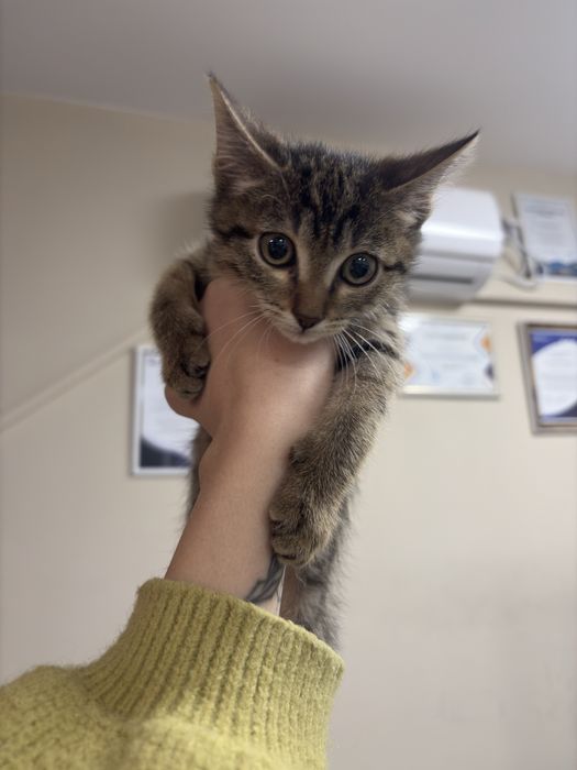 Котенка в дотрые руки