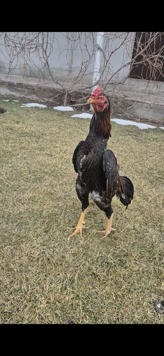 Продам хорошего бойца