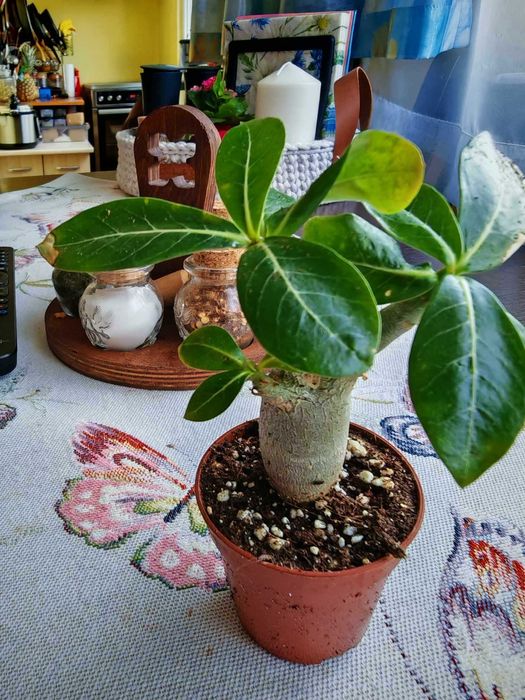 Предлагам за продажба малки адениуми