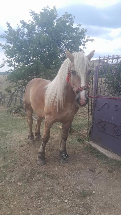 De vânzare cal castrat