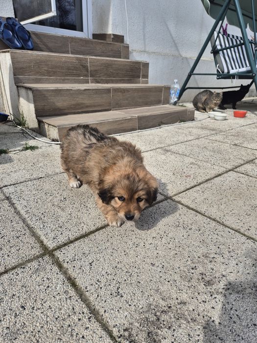 Catelus 2 luni pechinez