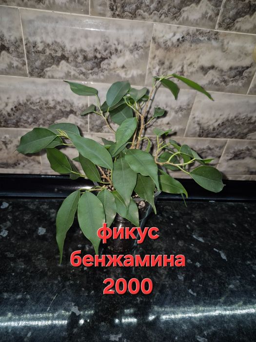 Домашние цветы и отростки