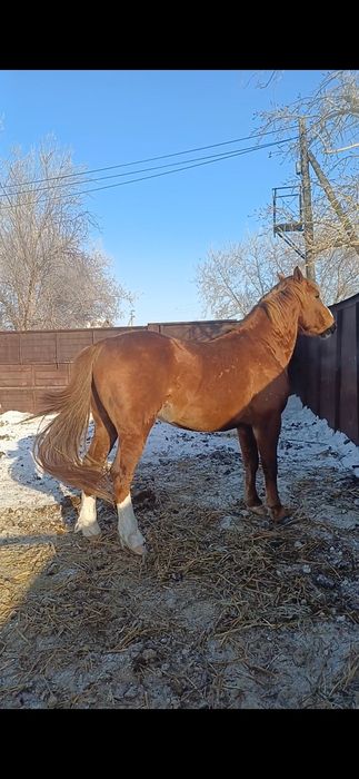 Продам жеребец 7 лет