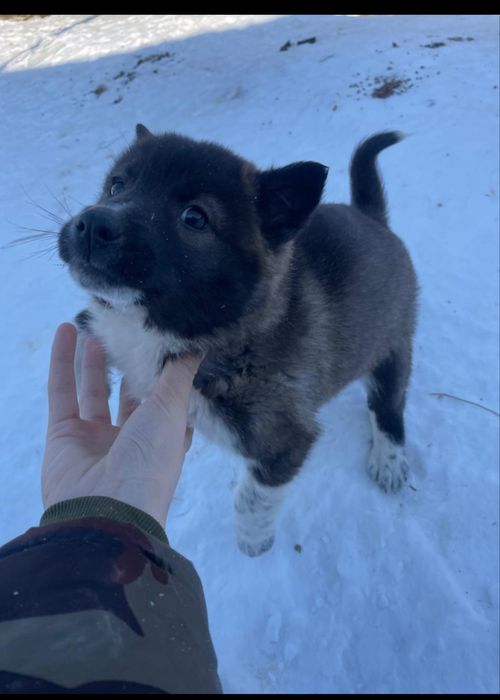 Щенки западно европейской лайки