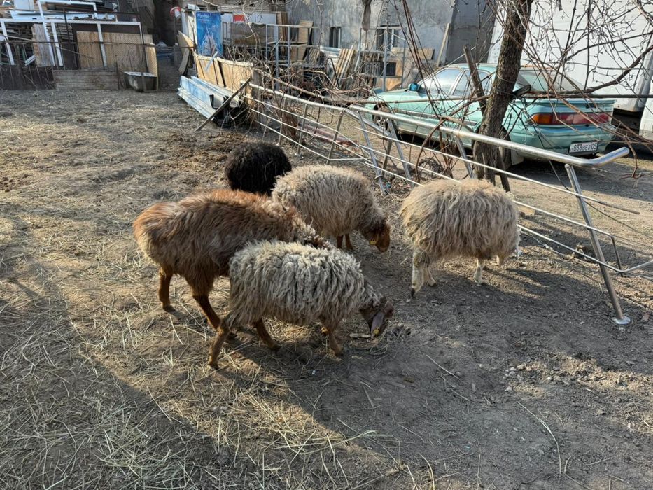 Бараны годовалые