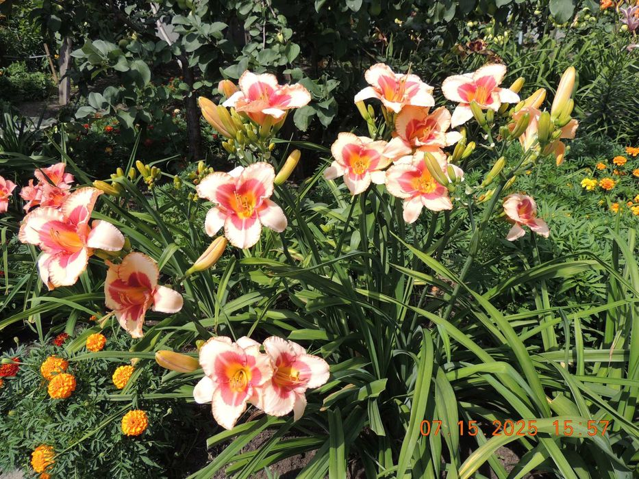 Лилейники сортовые