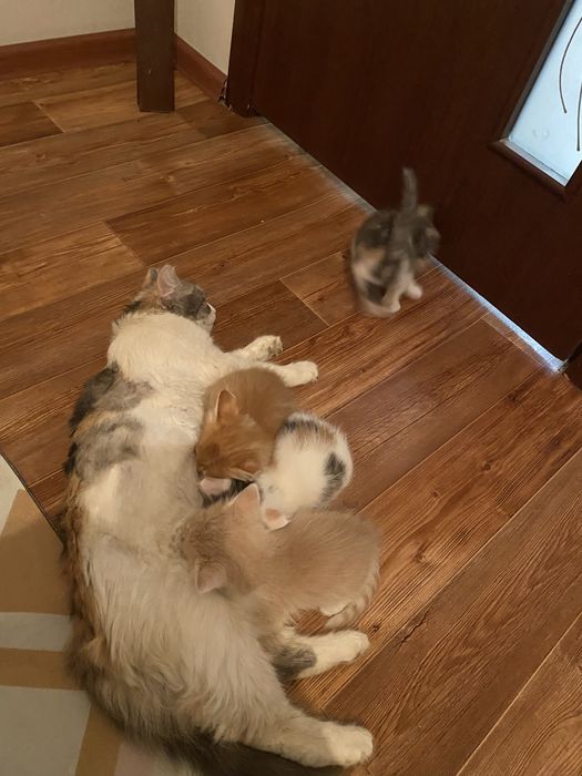 Милые котята ищут новый дом