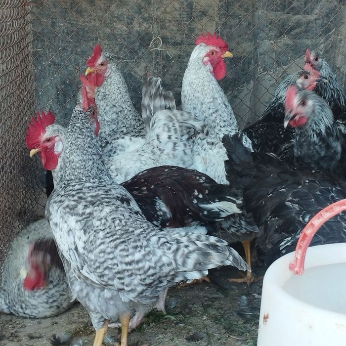 Продам куры домашние