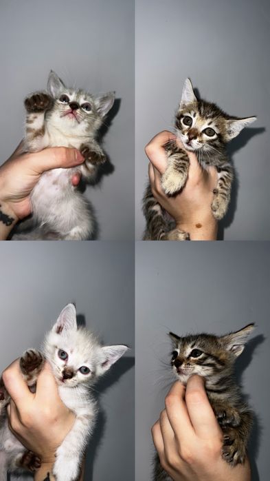 Красивые котята