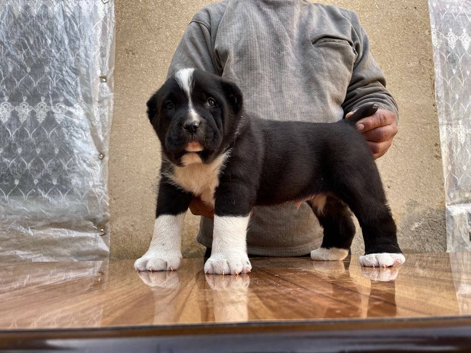 Щенок алабая (Супер Гигант )