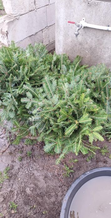 Vând puieți tratați 100%