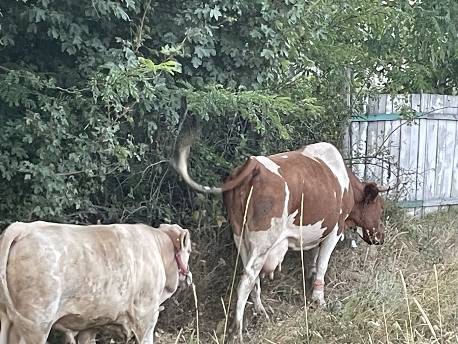 Vând Vacă,Junică și Vițel