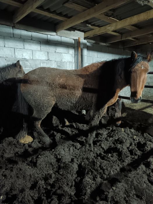 Семиз бие сатылады