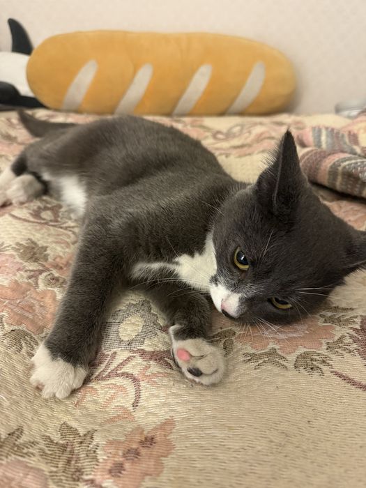 Отдам котенка-потеряшка