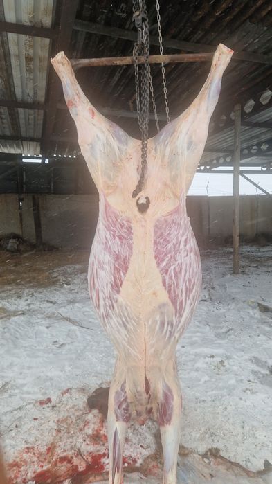 Продам конину мясо 2500 за килограм