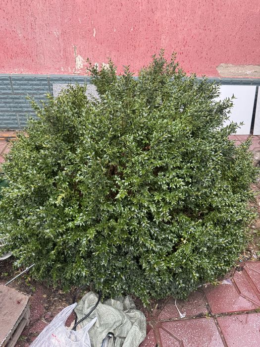 самшит вечнозелёный