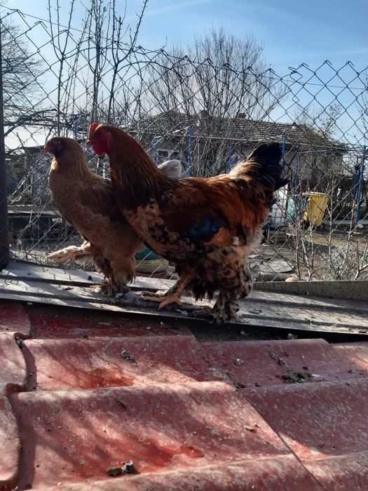 Vând cocoși diferite rase!