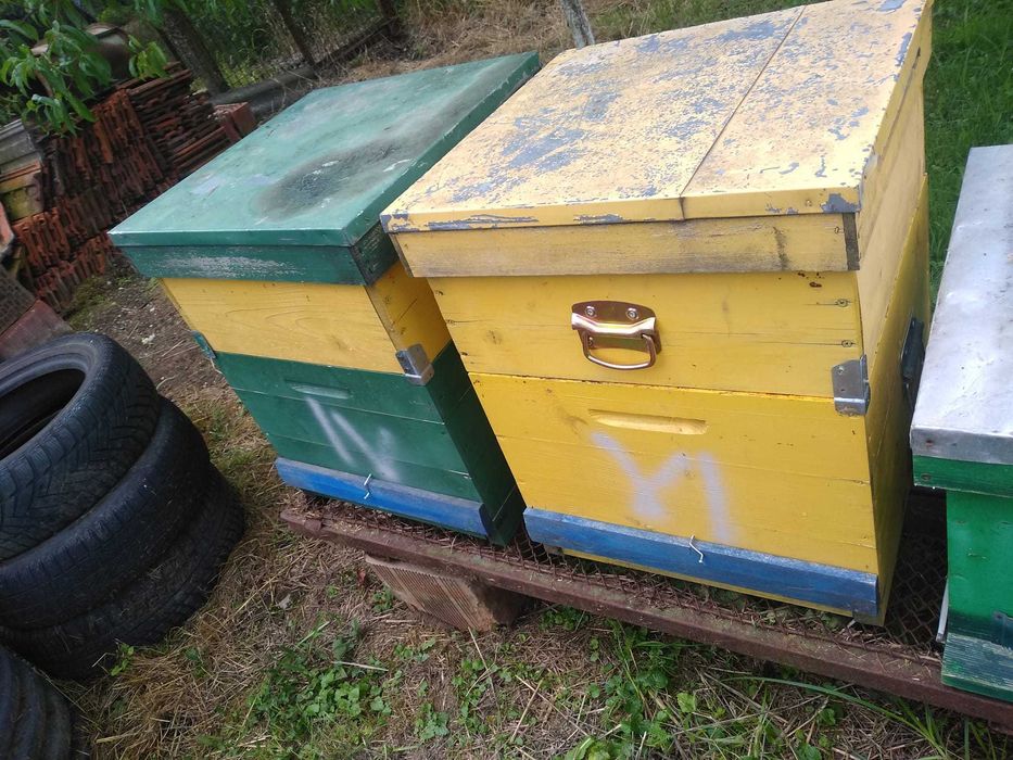 lazi / stupi de albine