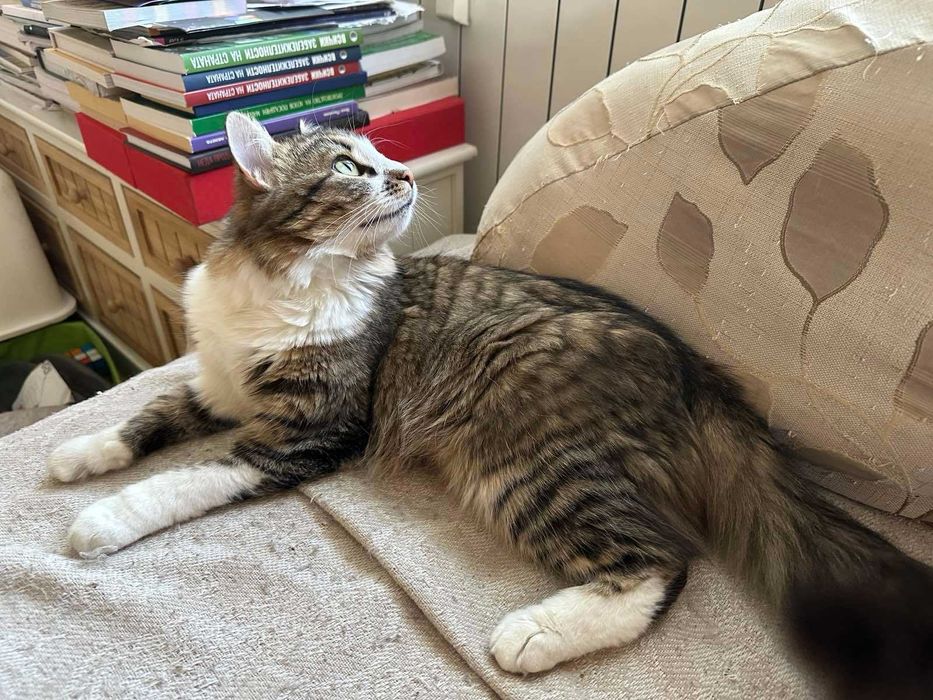 Коте за осиновяване