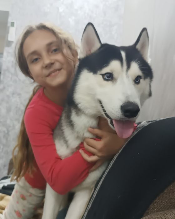 Вязка сибирской хаски