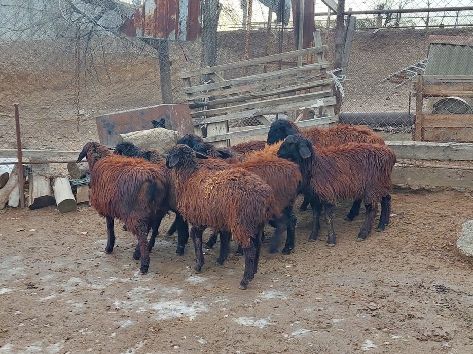 Ургашы токтылар сатылады