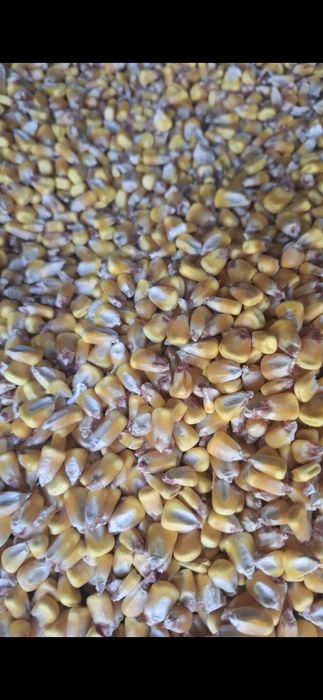 Porumb boabe de vânzare