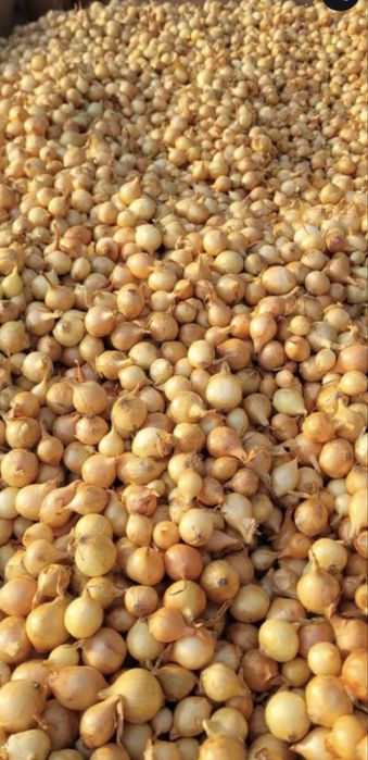 Vand arpagic olandez