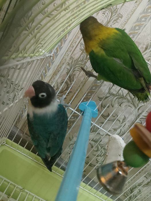 Продам папугай неразлучный