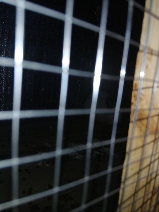 Қоян Кролик срочна