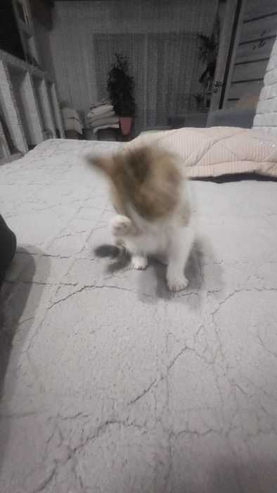 Котёнок умный и игривый отдам за 300 тенге цена минимум 1000
