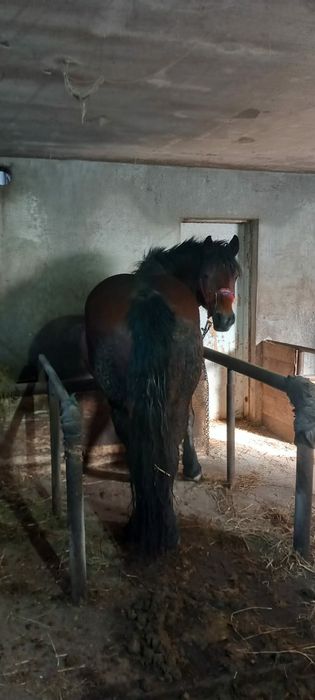 Vand iapa mai multe detali la telefon