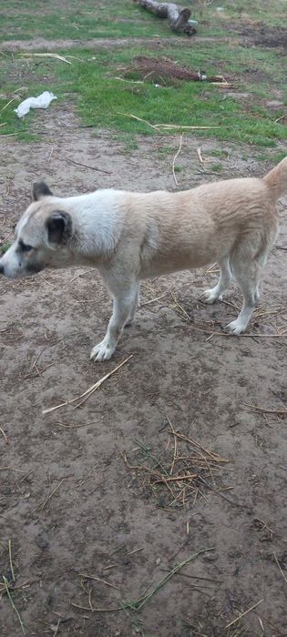 Zotdor choʻpon kuchuk