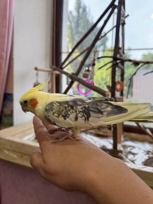 Попугай корелла говорящий ручной