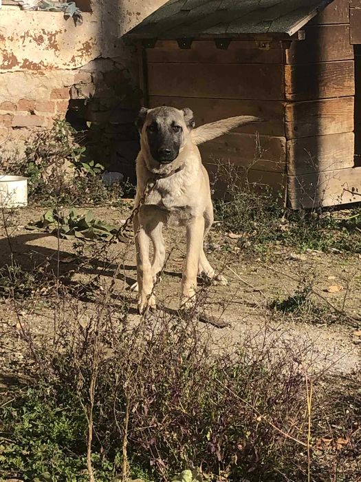 Продавам кангал мъжко