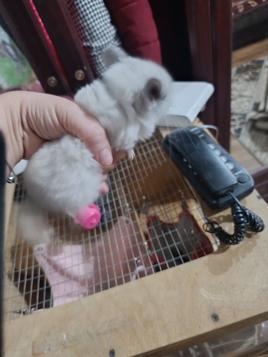 Продам шиншиллу девочку