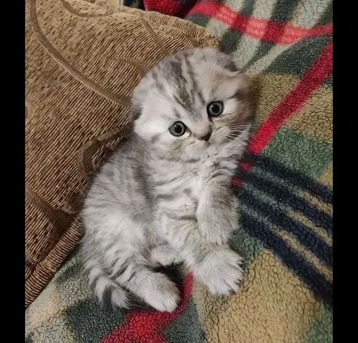 Продаются  шотландские  котята.