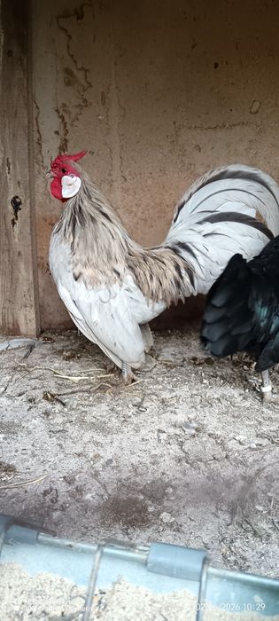 Продавам петле Розкомб