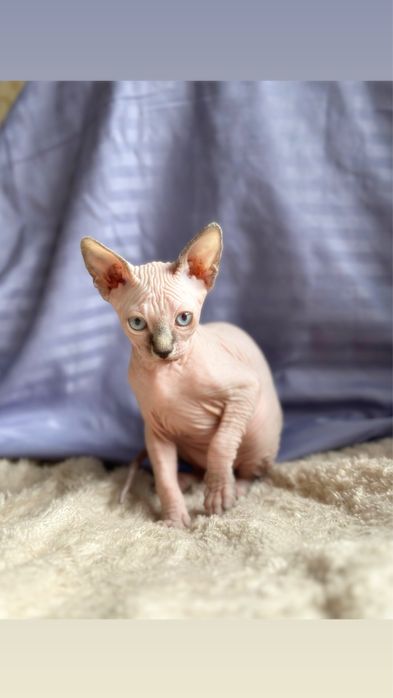 Котята кандского сфинкса